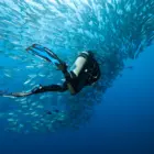 Malta shoal diving