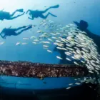 diving in Malta marine life