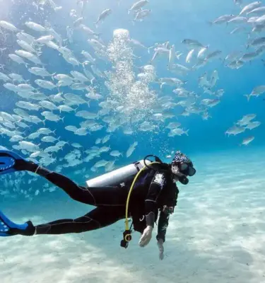 diving with school of fish
